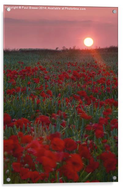 Poppies at Sunrise on top of Ridgeway Acrylic by Paul Brewer