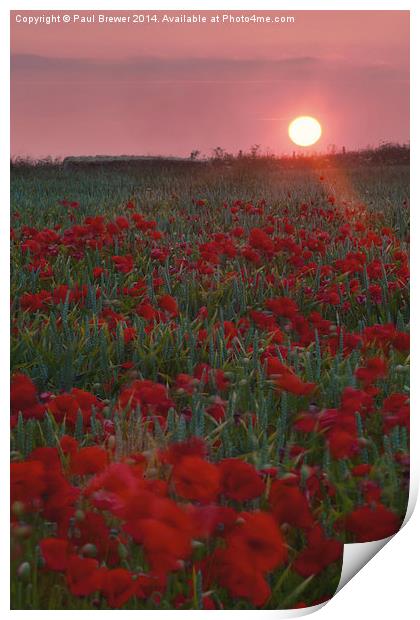 Poppies at Sunrise on top of Ridgeway Print by Paul Brewer