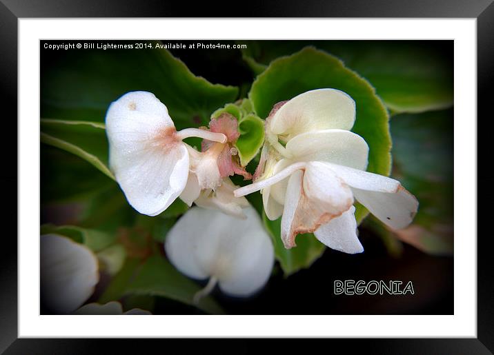 The White Begonia Framed Mounted Print by Bill Lighterness
