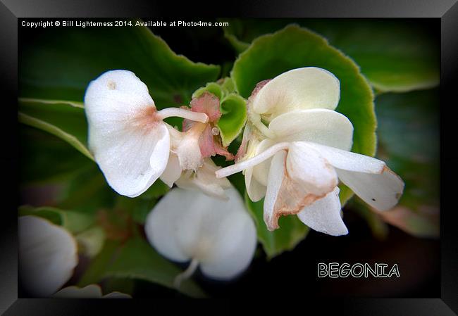 The White Begonia Framed Print by Bill Lighterness