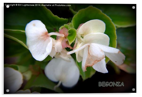 The White Begonia Acrylic by Bill Lighterness