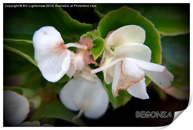 The White Begonia Print by Bill Lighterness