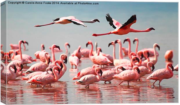 Double Fly Past Canvas Print by Carole-Anne Fooks