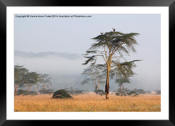 Morning Ritual in the Fog. Lake Nakuru, Kenya. Framed Mounted Print by Carole-Anne Fooks