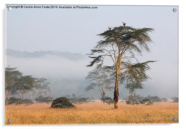 Morning Ritual in the Fog. Lake Nakuru, Kenya. Acrylic by Carole-Anne Fooks