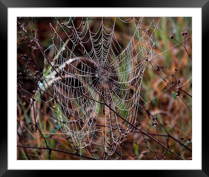 Spider Web with Water Doplets on a Foggy Morning Framed Mounted Print by Carole-Anne Fooks
