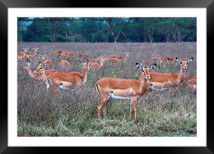 Still as Statues Framed Mounted Print by Carole-Anne Fooks