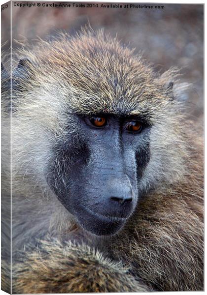 Olive Baboon Portrait Canvas Print by Carole-Anne Fooks