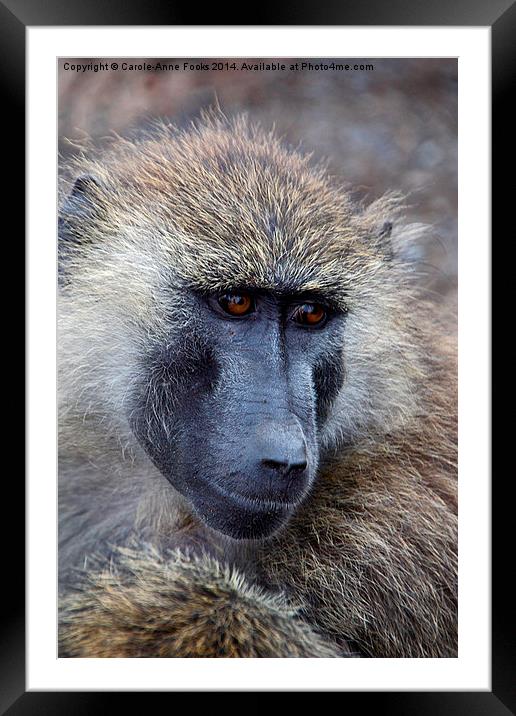 Olive Baboon Portrait Framed Mounted Print by Carole-Anne Fooks