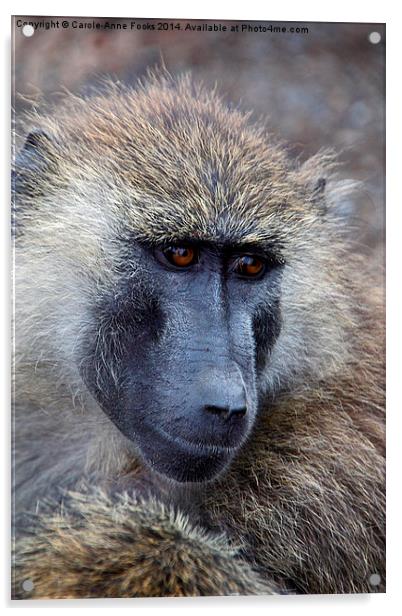 Olive Baboon Portrait Acrylic by Carole-Anne Fooks
