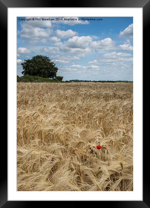 Poppy in a Cornfield Framed Mounted Print by Phil Wareham