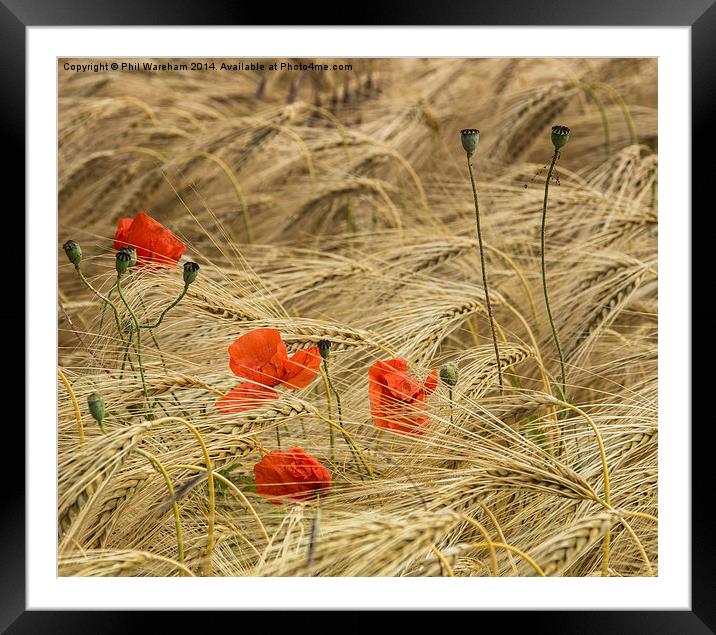 Cornfield Poppies Framed Mounted Print by Phil Wareham
