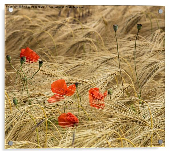 Cornfield Poppies Acrylic by Phil Wareham