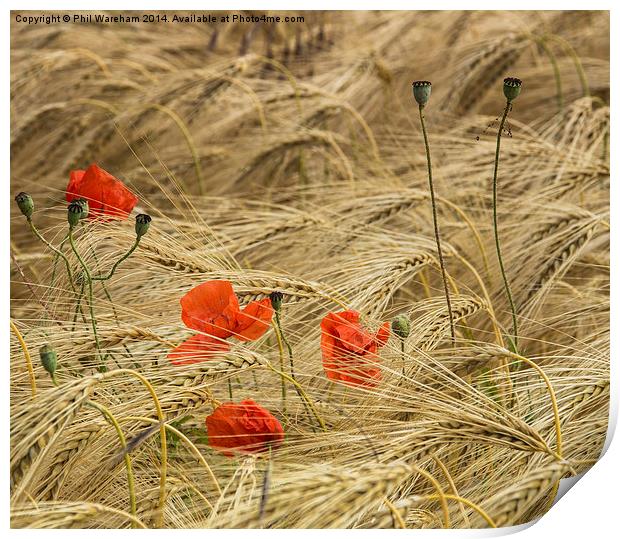 Cornfield Poppies Print by Phil Wareham