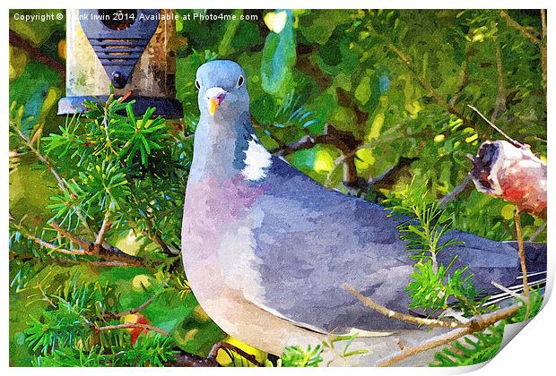 Common Wood Pigeon artistically done Print by Frank Irwin