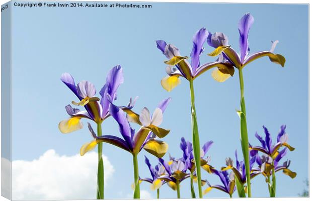 Some Blue & yellow Irises against a blue sky Canvas Print by Frank Irwin