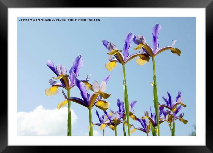 Some Blue & yellow Irises against a blue sky Framed Mounted Print by Frank Irwin