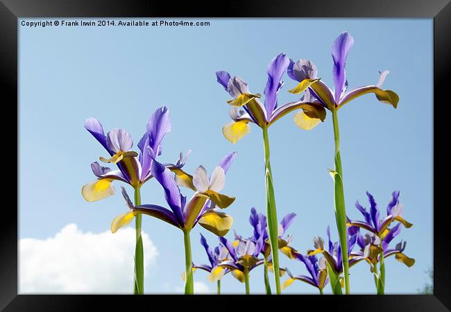 Some Blue & yellow Irises against a blue sky Framed Print by Frank Irwin