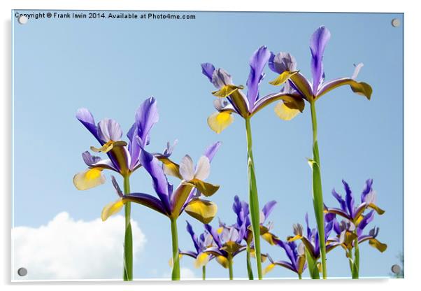 Some Blue & yellow Irises against a blue sky Acrylic by Frank Irwin