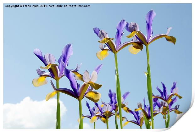 Some Blue & yellow Irises against a blue sky Print by Frank Irwin