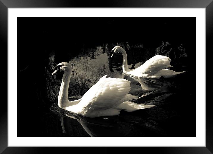 PAIRED SWANS Framed Mounted Print by paul barton