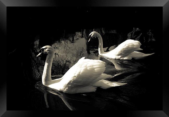 PAIRED SWANS Framed Print by paul barton