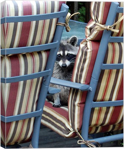 Raccoon on Outdoor Furniture Canvas Print by james balzano, jr.