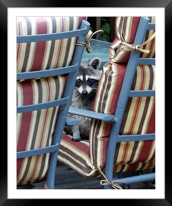 Raccoon on Outdoor Furniture Framed Mounted Print by james balzano, jr.