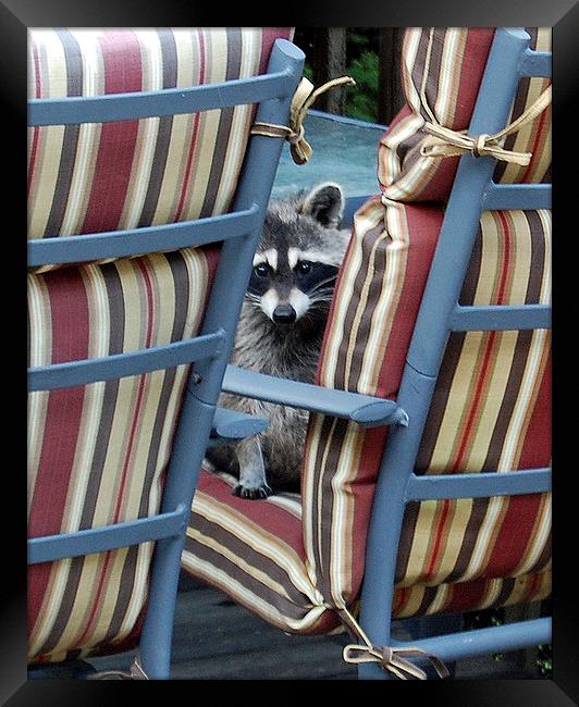 Raccoon on Outdoor Furniture Framed Print by james balzano, jr.