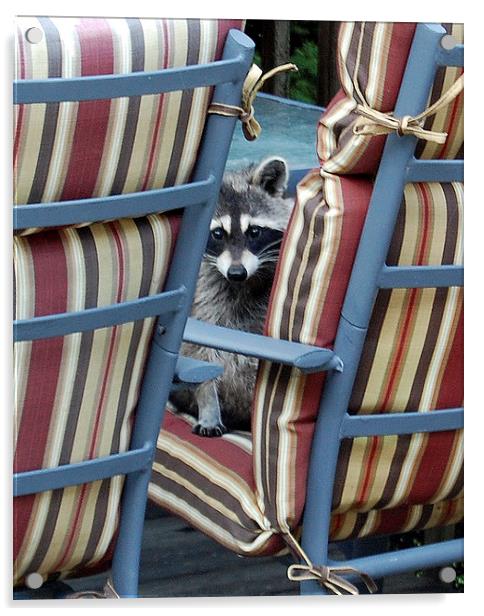 Raccoon on Outdoor Furniture Acrylic by james balzano, jr.