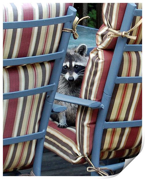 Raccoon on Outdoor Furniture Print by james balzano, jr.