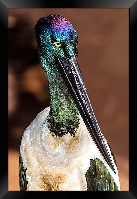 Australian Jabiru Bird Portrait Framed Print by James Bennett (MBK W