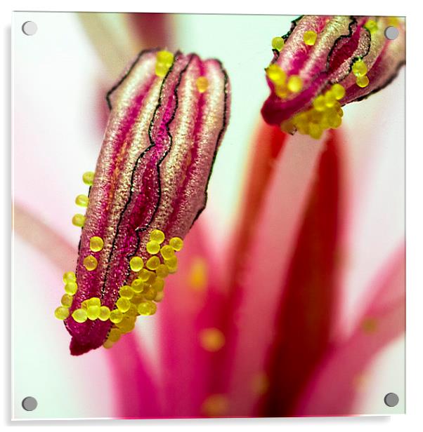 Pollen macro square portrait Acrylic by James Bennett (MBK W
