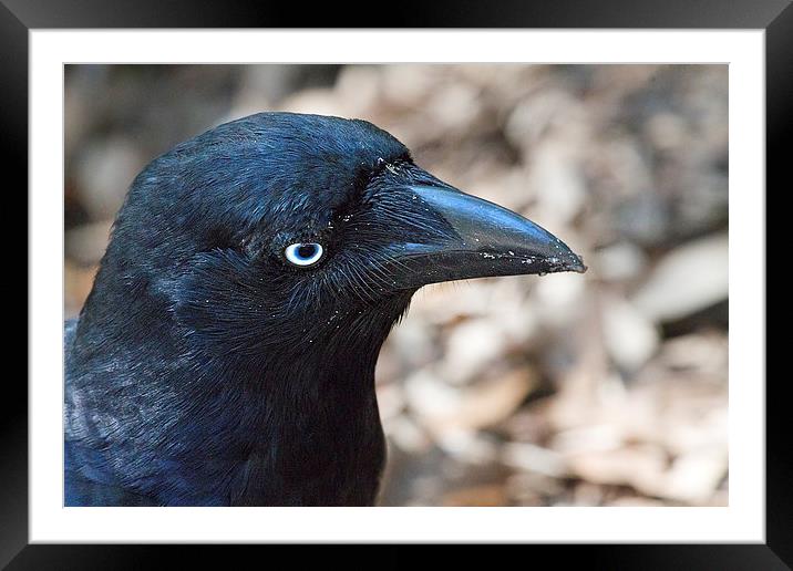 Australian Raven on Whitsunday Island Framed Mounted Print by James Bennett (MBK W