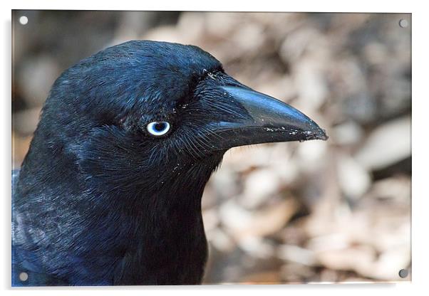Australian Raven on Whitsunday Island Acrylic by James Bennett (MBK W