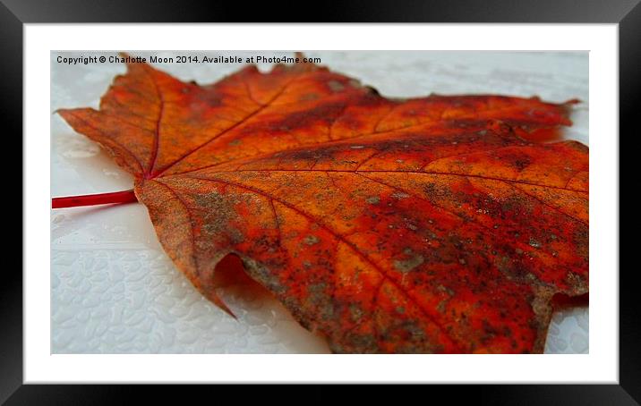 Close to Autumn Framed Mounted Print by Charlotte Moon