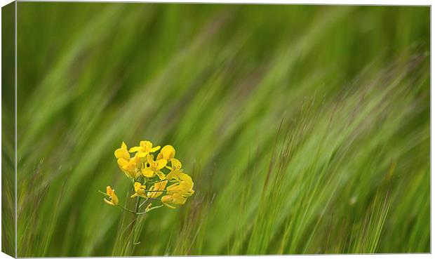 Yellow Rapeseed in flowing grass Canvas Print by James Bennett (MBK W