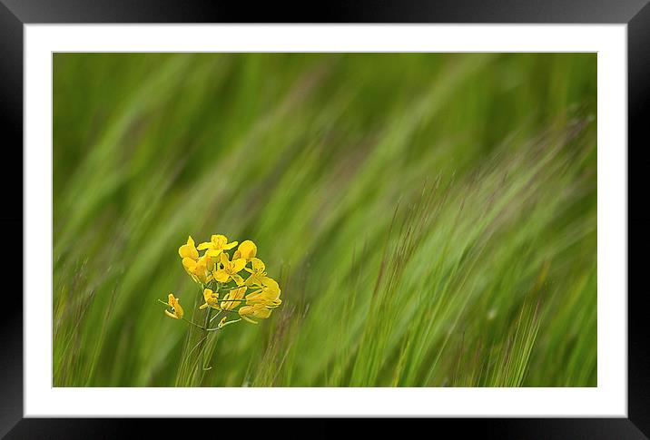 Yellow Rapeseed in flowing grass Framed Mounted Print by James Bennett (MBK W
