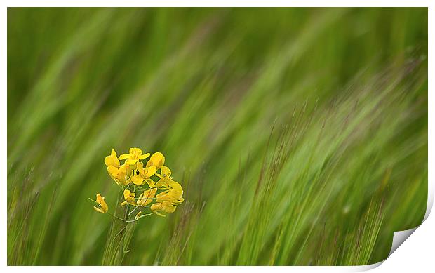 Yellow Rapeseed in flowing grass Print by James Bennett (MBK W
