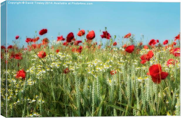 Field of Dreams Canvas Print by David Tinsley