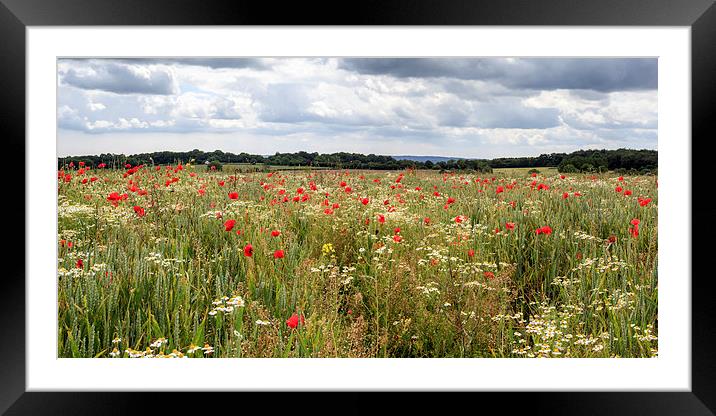 Panoramic Poppies Framed Mounted Print by David Tinsley