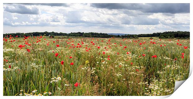 Panoramic Poppies Print by David Tinsley