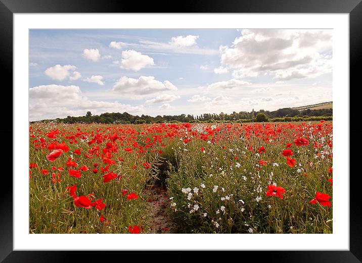 Walk through the poppies Framed Mounted Print by Dawn Cox