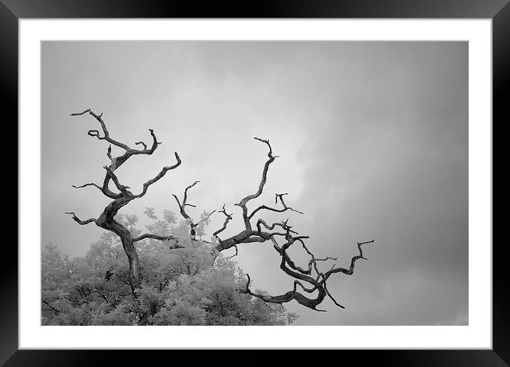 Branches Framed Mounted Print by Andy Stafford