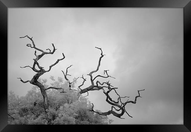 Branches Framed Print by Andy Stafford
