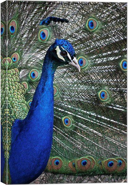 Proud of my feathers Canvas Print by sylvia scotting