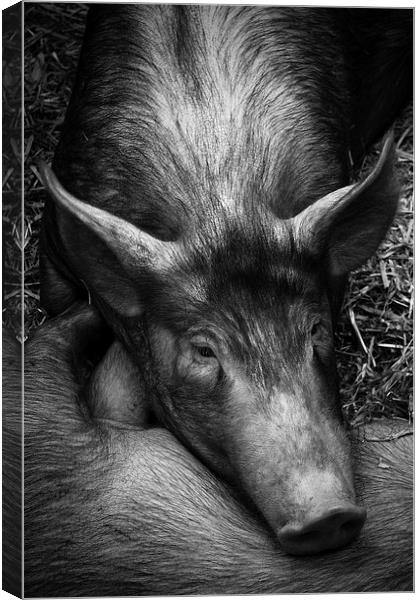 Sleepy Pig Canvas Print by Paul Holman Photography