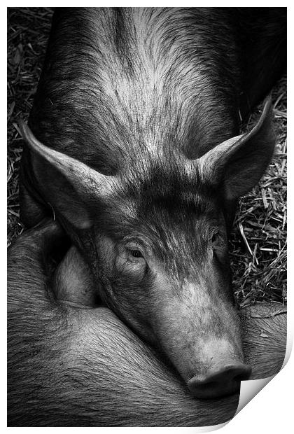 Sleepy Pig Print by Paul Holman Photography