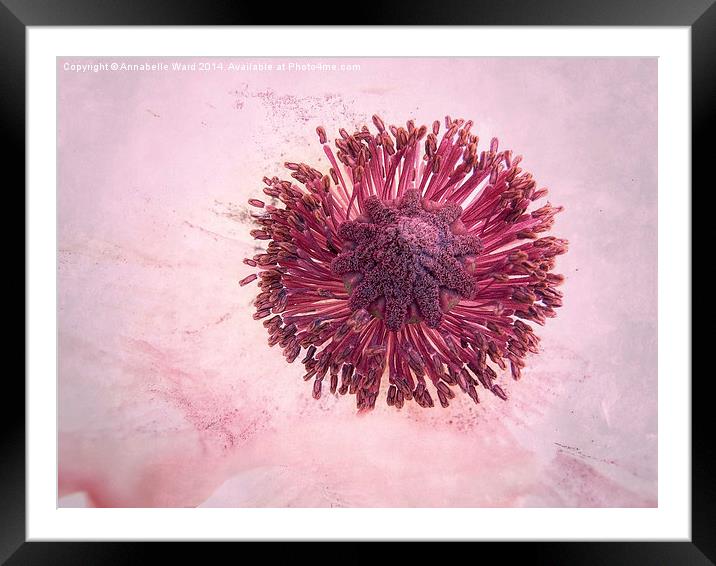 Pink Poppy Puff. Framed Mounted Print by Annabelle Ward
