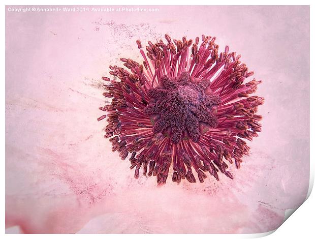 Pink Poppy Puff. Print by Annabelle Ward